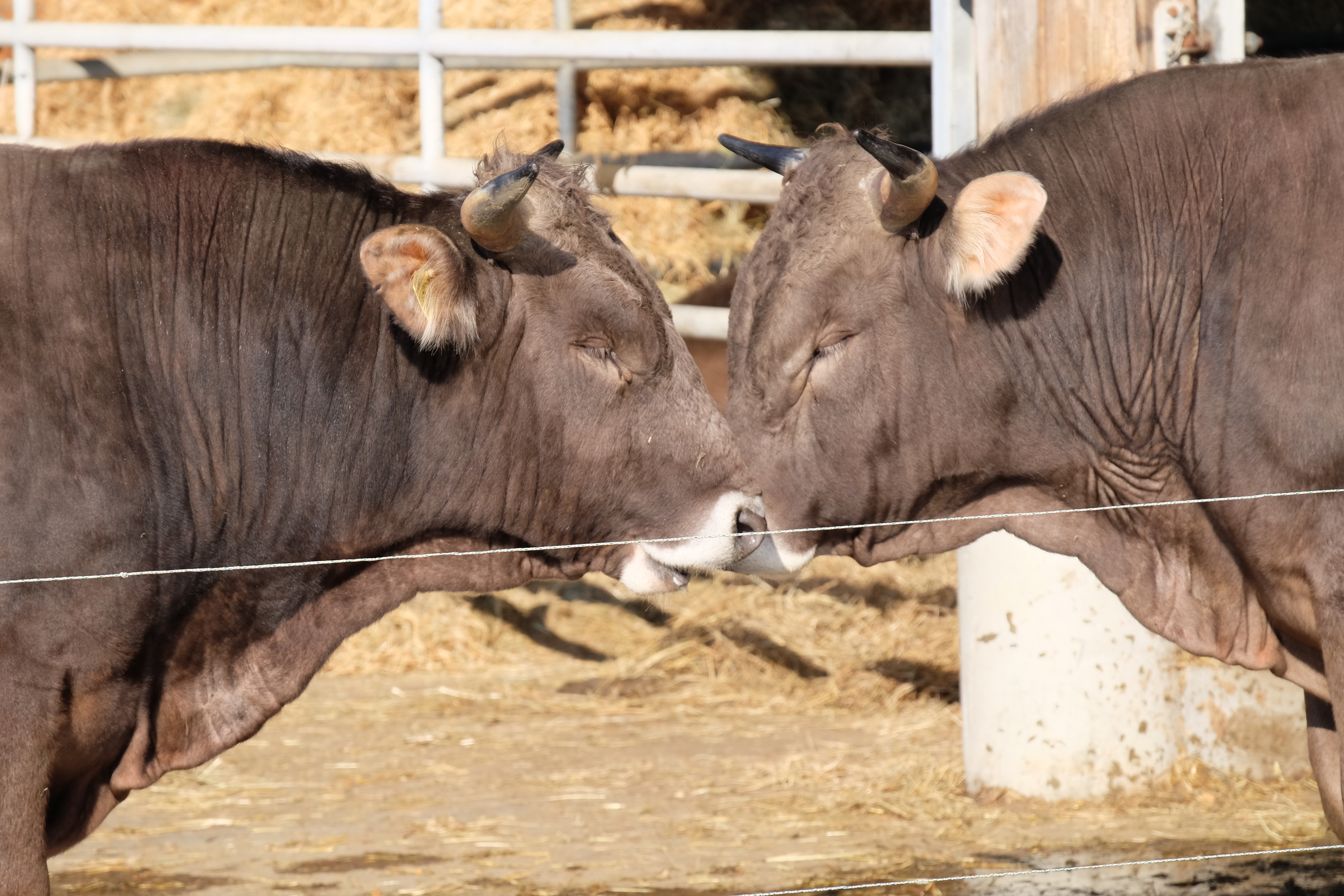 Du bist, was du isst!