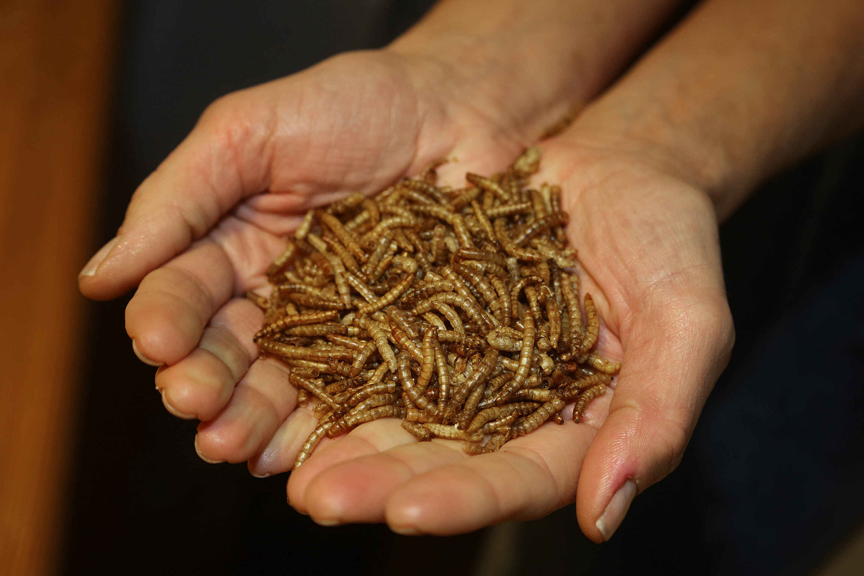 EU macht's möglich: Insekten werden zu Pflanzen