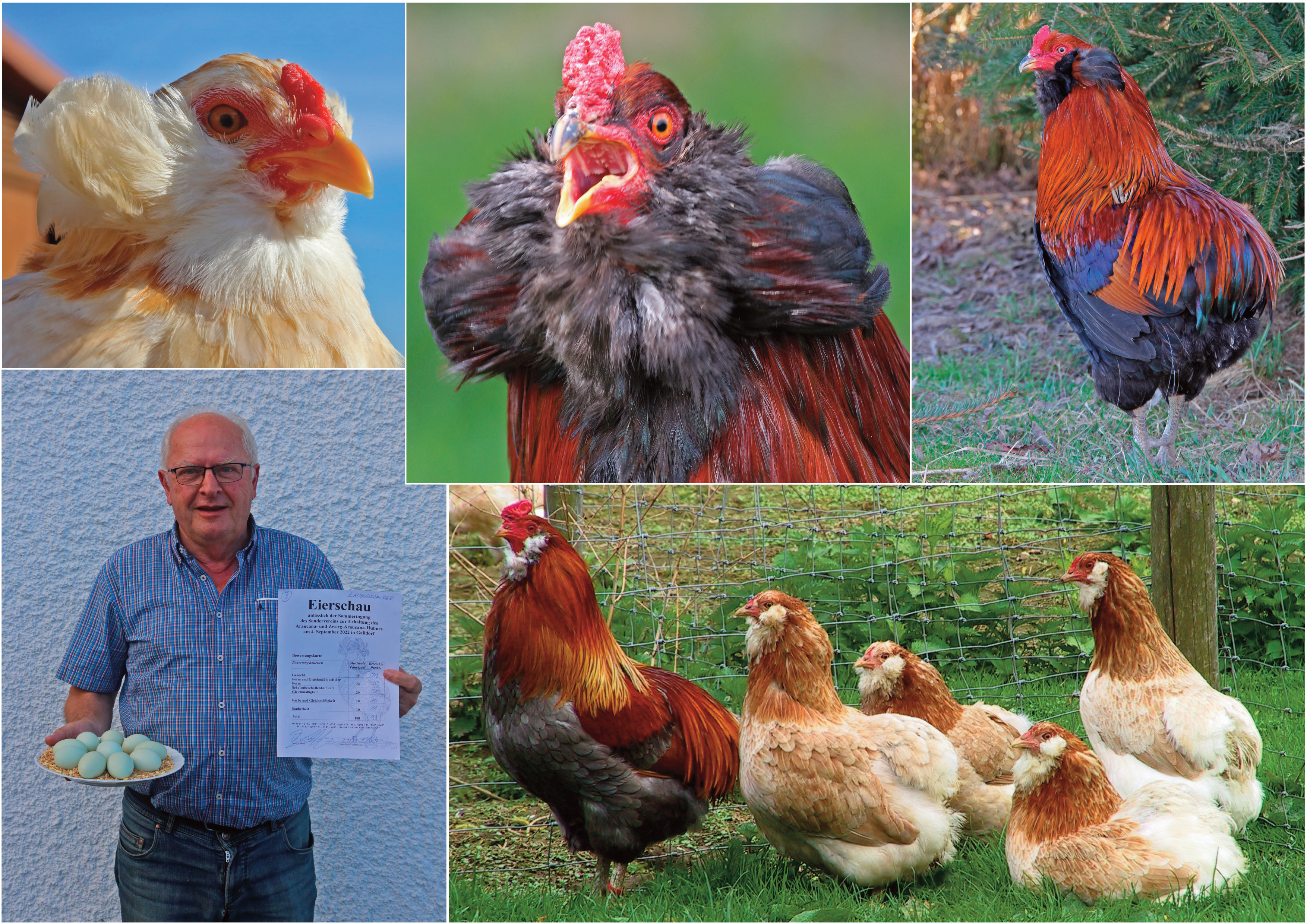 Araucanas haben zu Ostern Hochkonjunktur