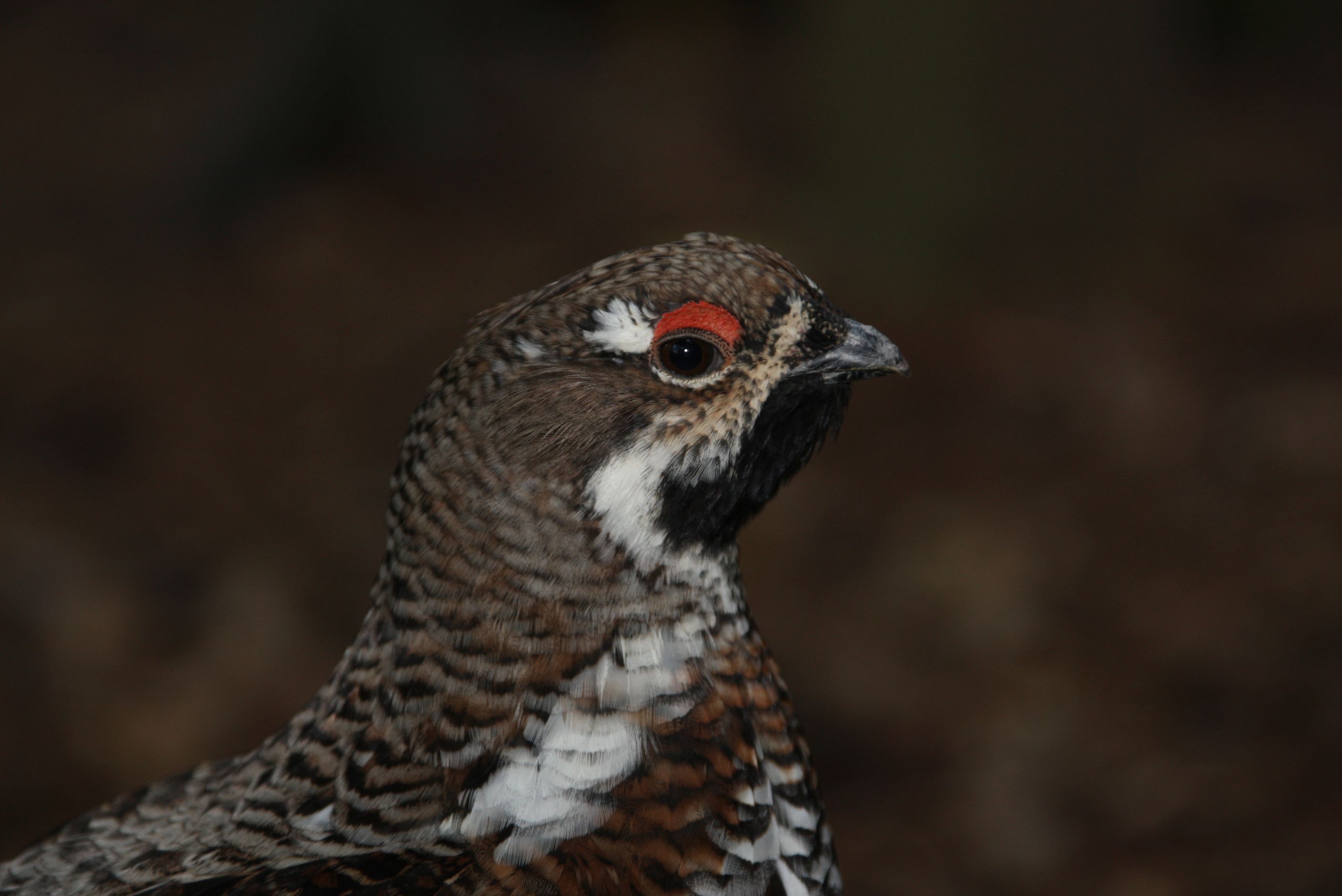 "Vogelschredder-Maschine“ Windrad: Brachiale Zerstörung der Umwelt und Fauna – Teil 1