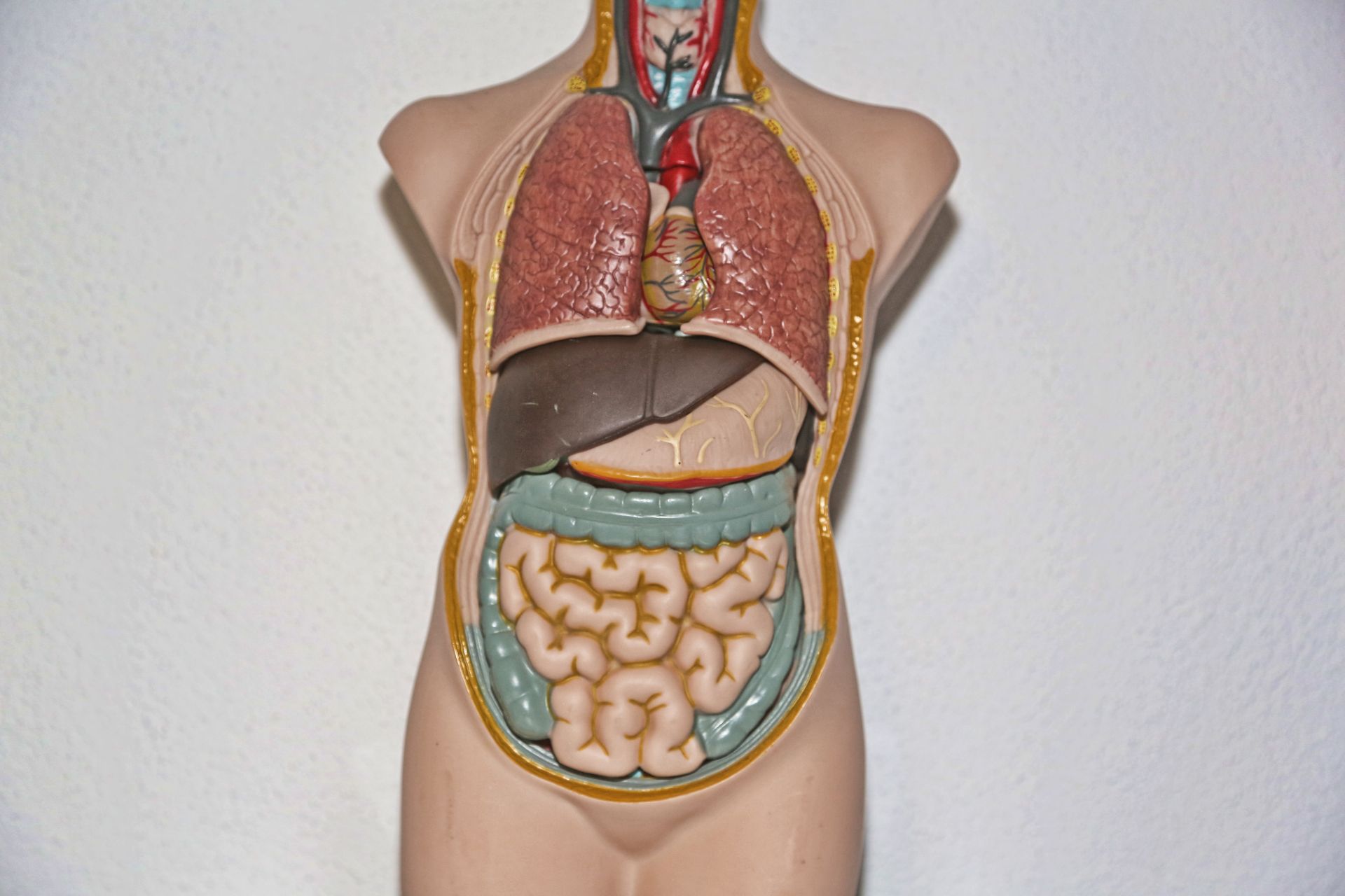Organspende-Widerspruchslösung im Schatten der Fußball-Europameisterschaft?