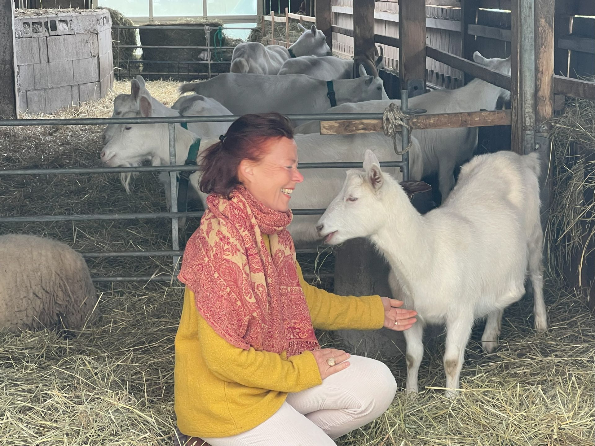 Ziegen haben kein Zahnfleischbluten.