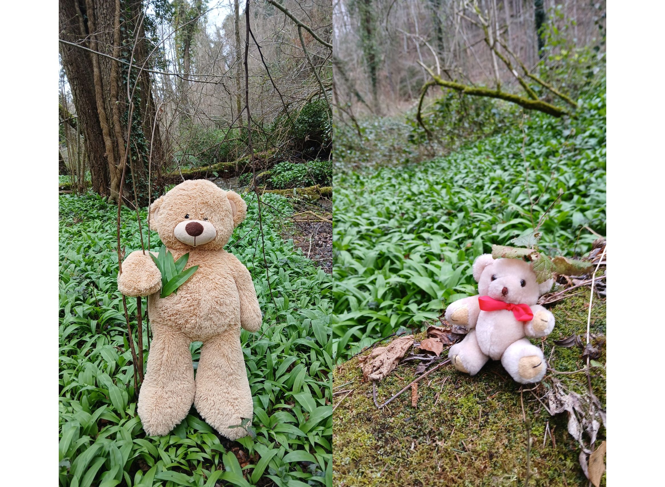 Wie der Bärlauch dich auf Trab bringt!