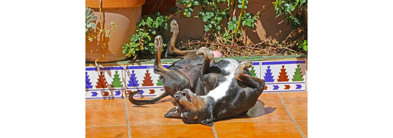 Schutzschild für die Gesundheit: Hitzeschockproteine. Jetzt Sauna.